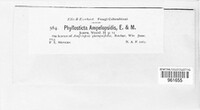 Phyllosticta speschnewiana image